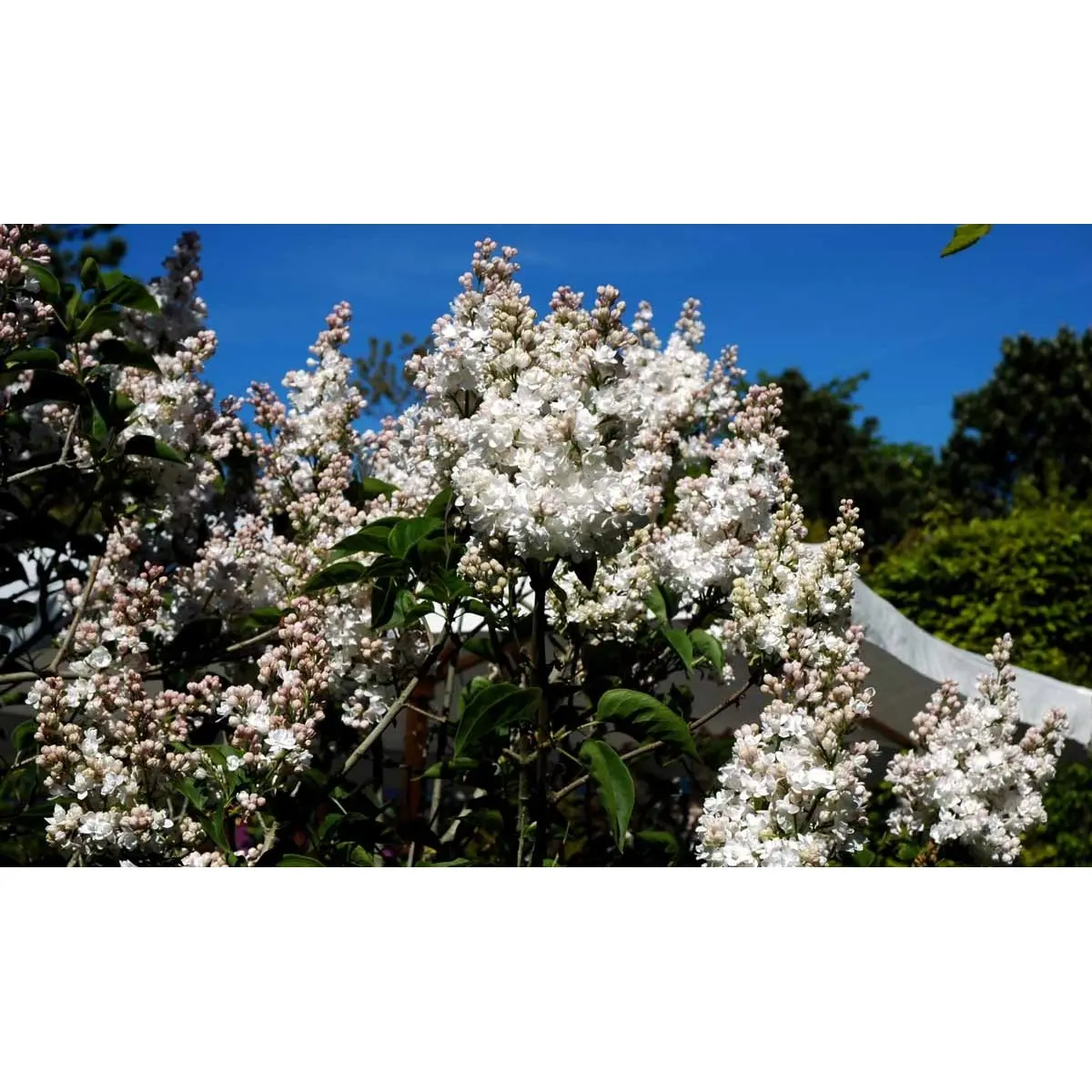 &apos;Beauty of Moscow&apos;