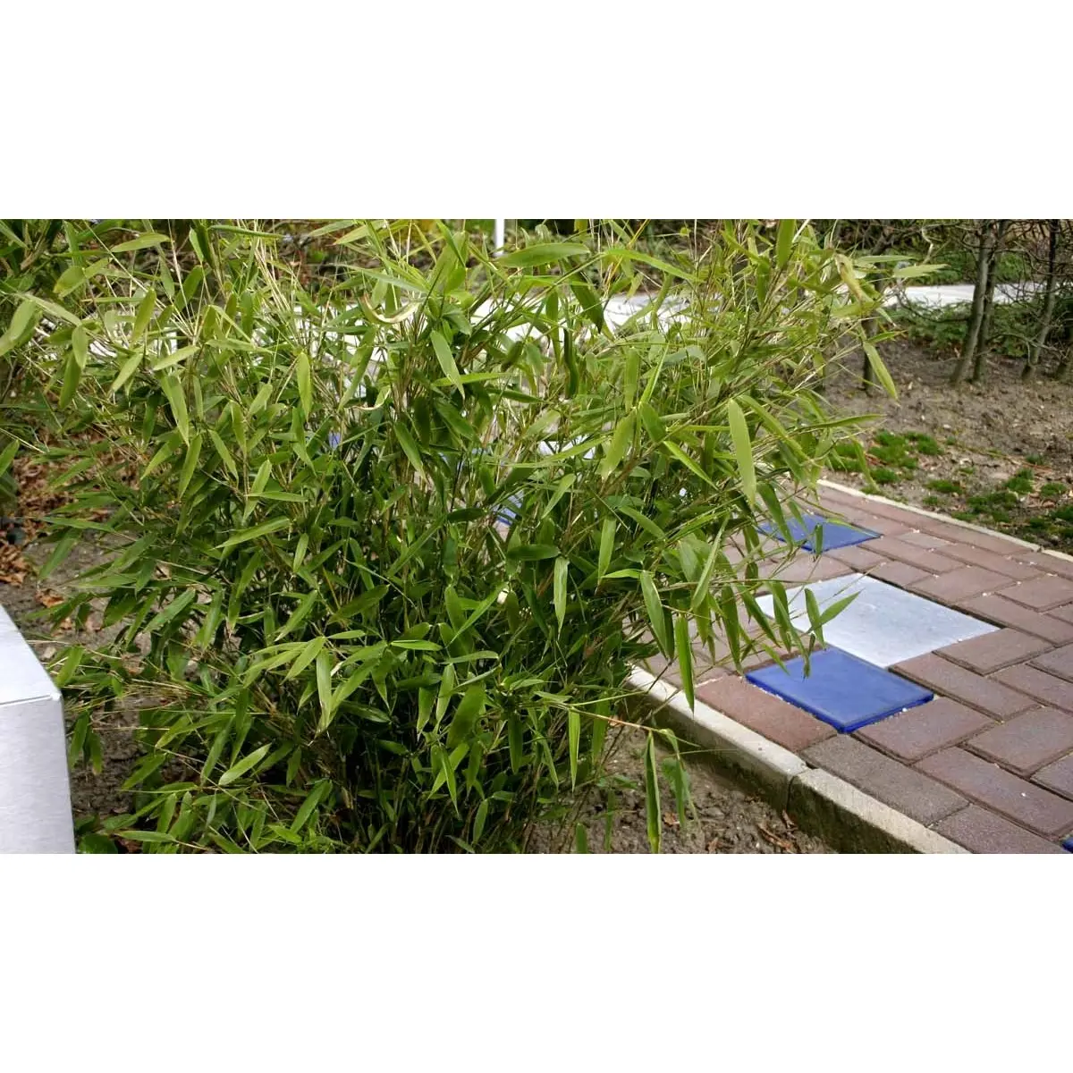 Gul Bambus &apos;Jumbo&apos;