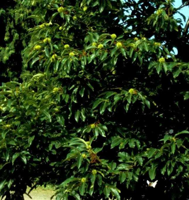 Ægte kastanje &apos;Maraval&apos;