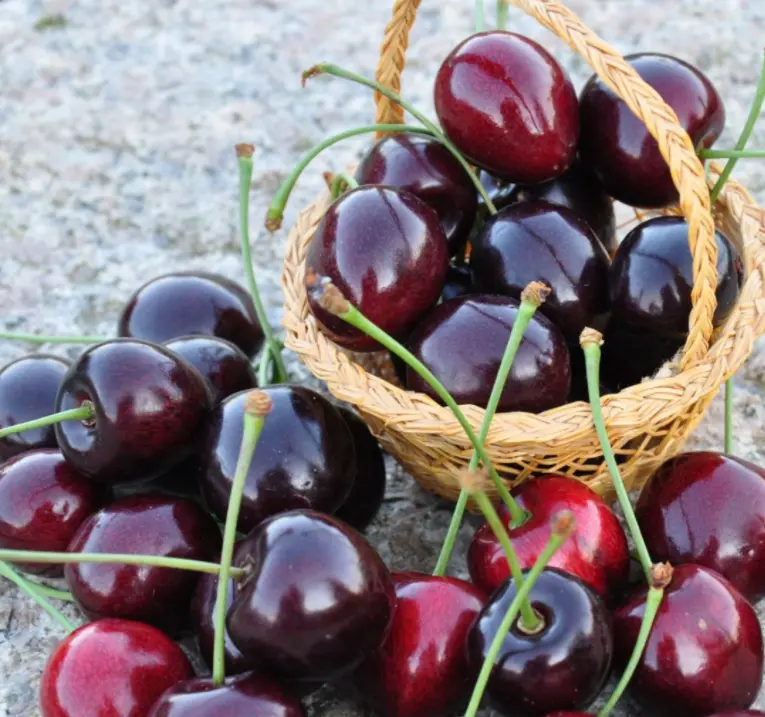 Sød Kirsebær &#39;Kordia&#39; - kræver bestøver - Havefrugttræ Potte 7,5 liter 150-175 cm