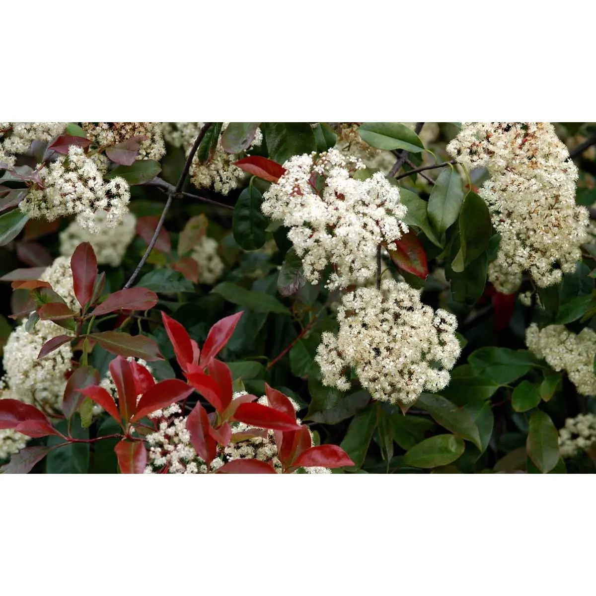 Glansmispel &apos;Red Robin&apos;