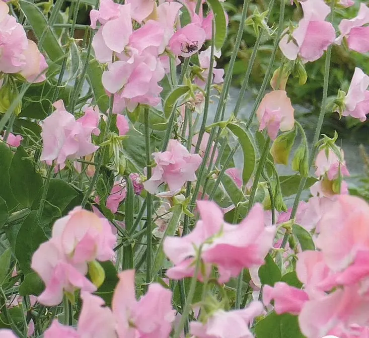 Ærteblomst 'Winter Sunshine Pink'