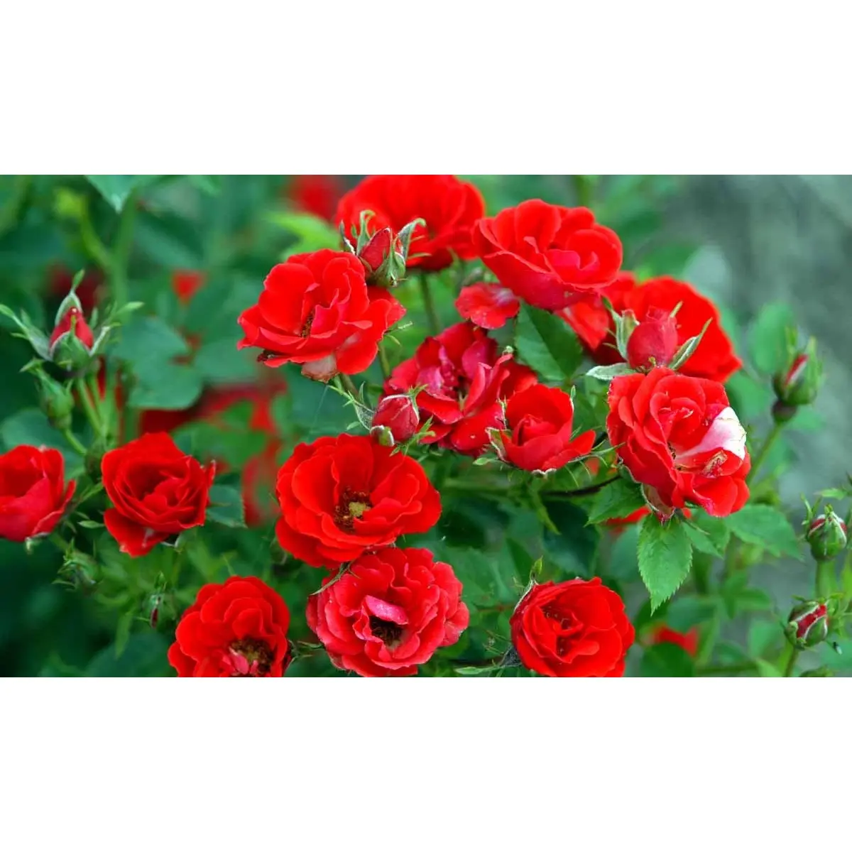 'Charming Cover'Â® - A-Kvalitet,- barrods roser min. 3 grene