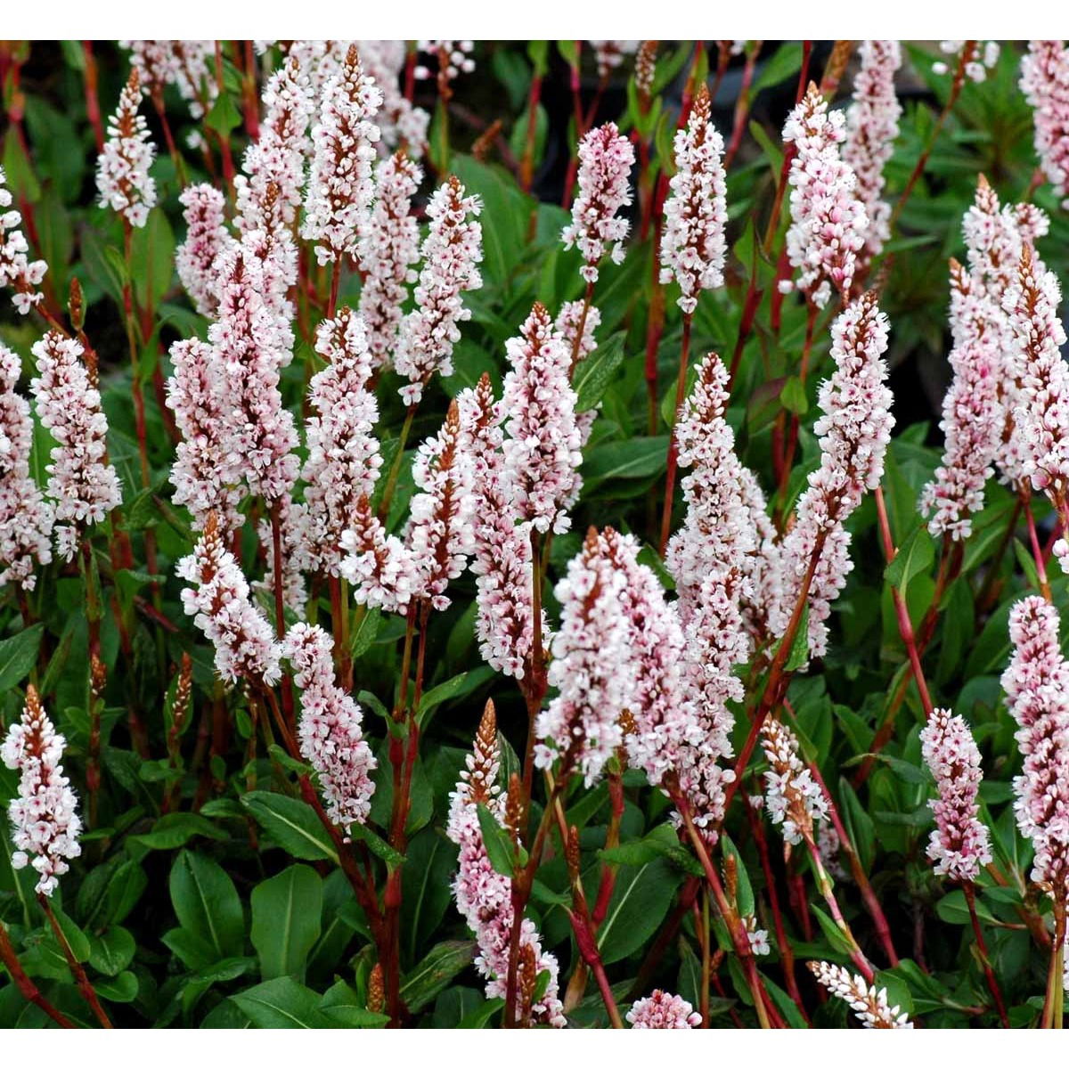 Tæppepileurt &apos;Superba&apos;