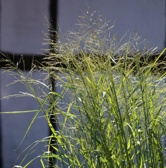 Rishirse 'Prairie Sky' - Potte 5,0 liter