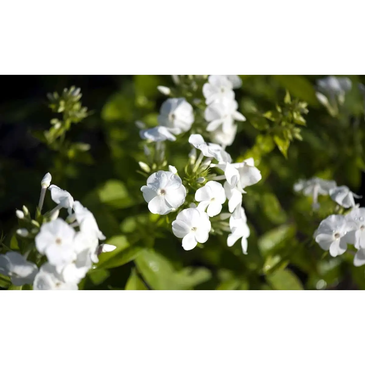 Høstfloks &apos;David&apos;