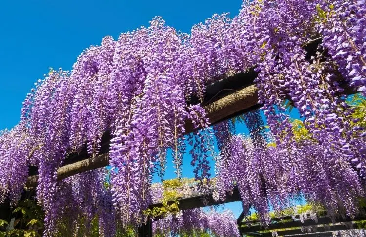 Blaaregn_Plantning_pasning