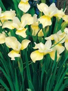Sibirisk Iris 'Butter and Sugar' - Potte 1 liter