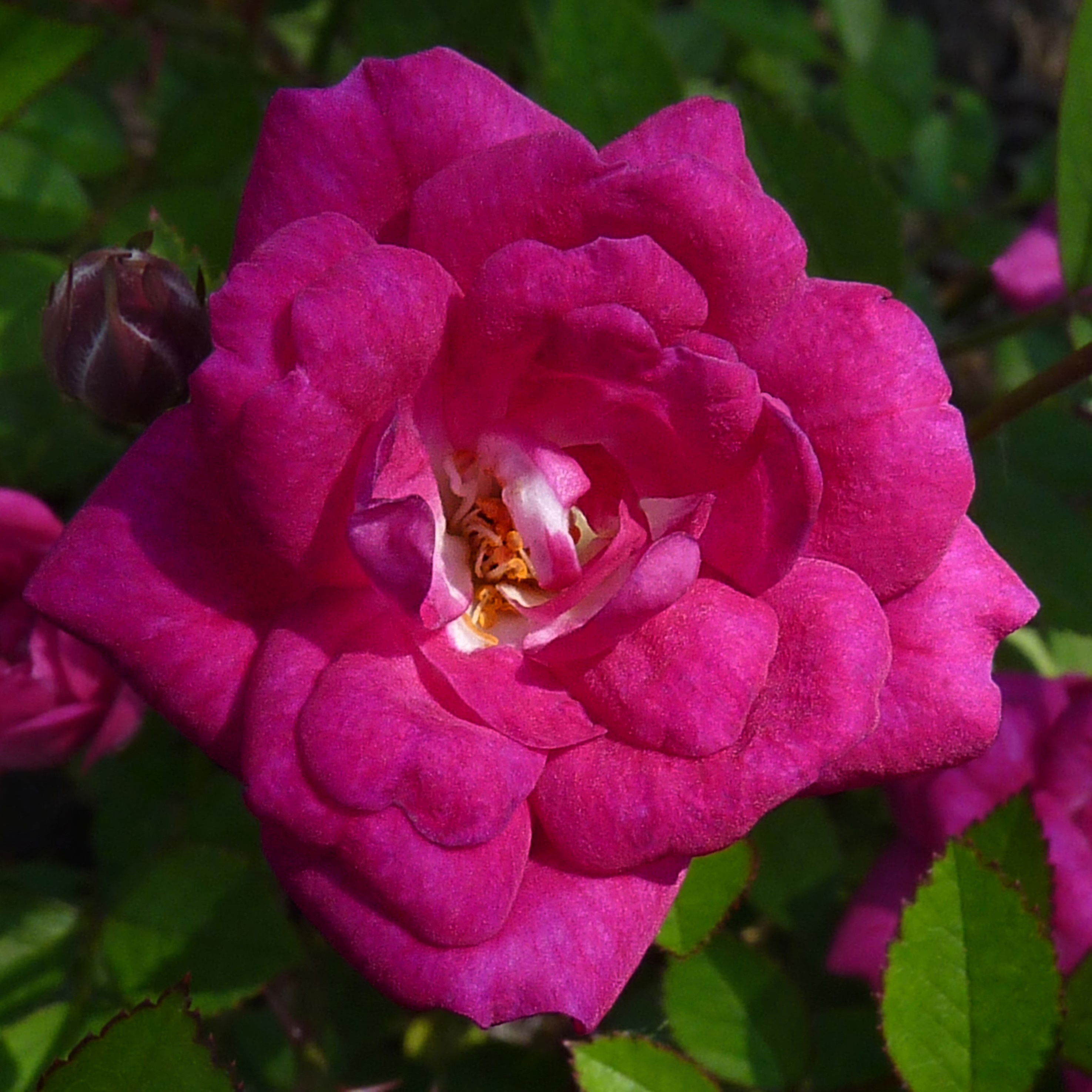 https://commons.wikimedia.org/wiki/File:Rosa_%27Perla_de_Alcanada%27_J1.jpg