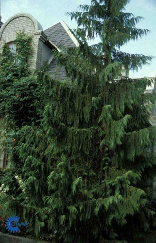 Chamaecypris nootkatensis Pendula, Hængende Nutka-Cypres, Høj, slank, opretvoksende cypres med åben vækst og stærkt hængende grene. 10-12 m høj, 3 m bred. Blågrønne nåle. Sol - let halvskygge. Alm. havejord. Anvendes solitært.