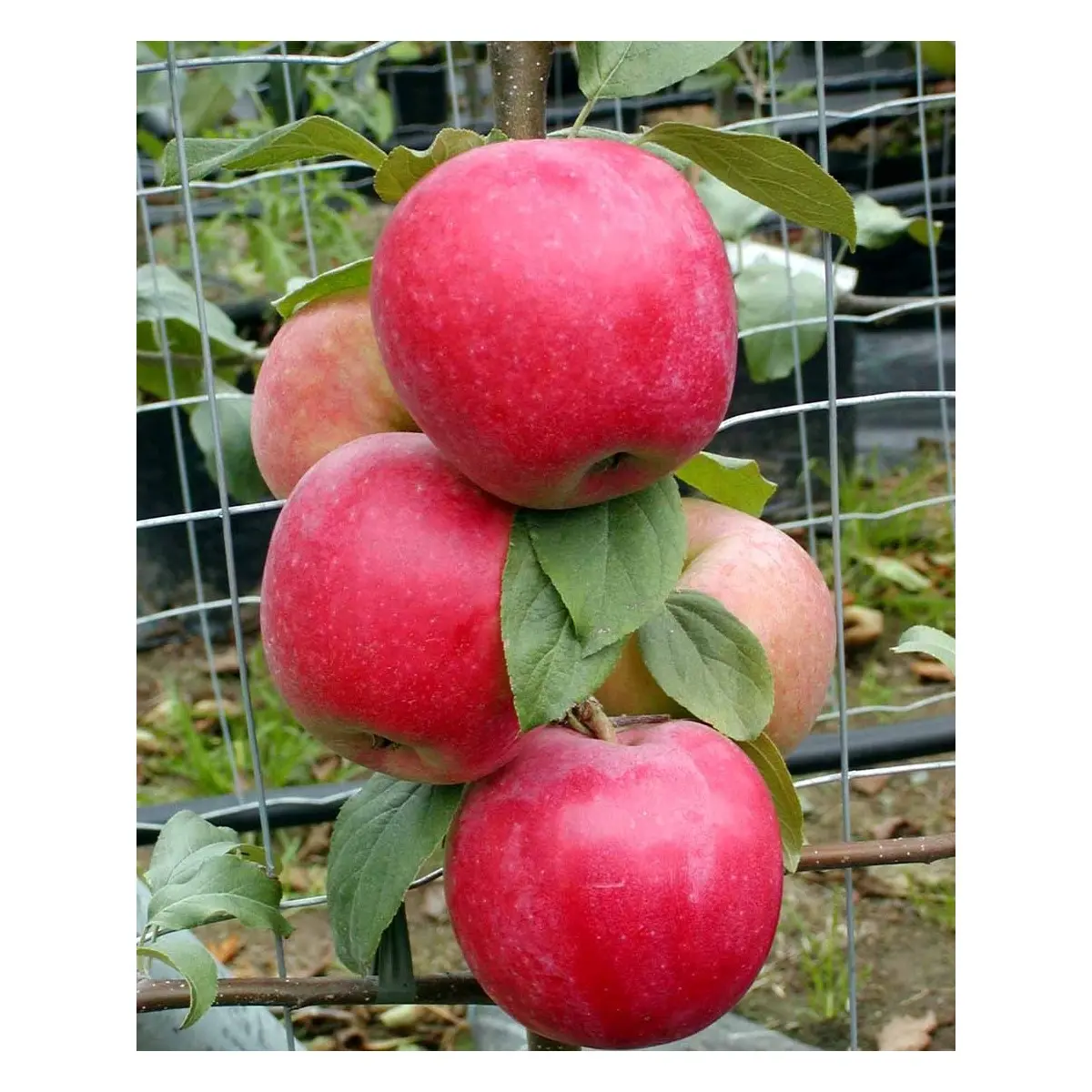 Æble &#39;Rød Ananas&#39; - Potte 10 liter 150-175 cm.