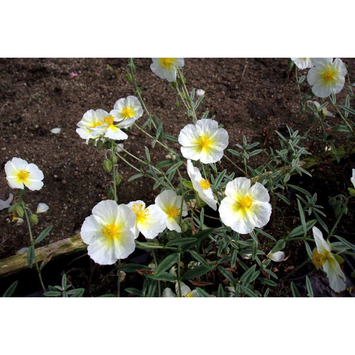 Soløje &apos;The Bride&apos;