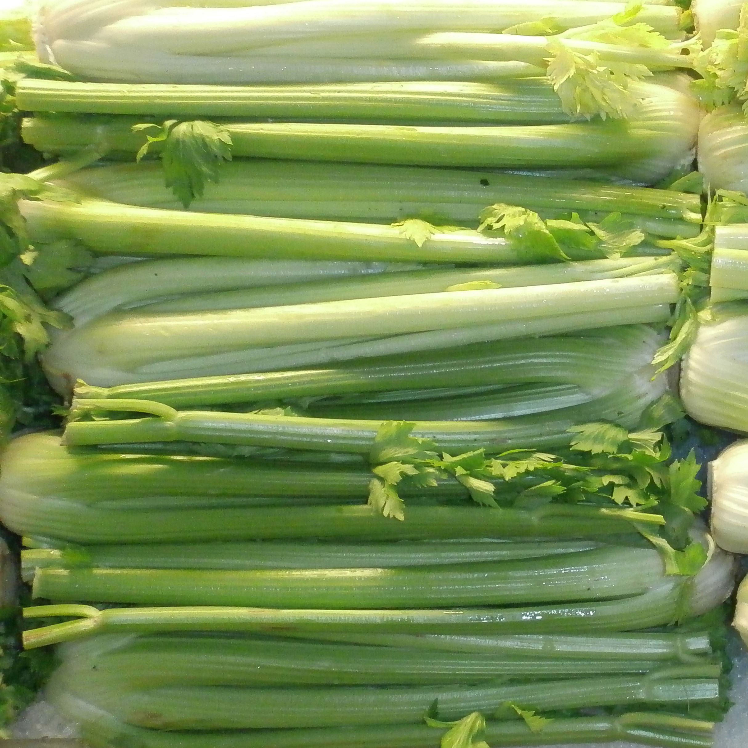 Bladselleri Golden Self Blanching 2