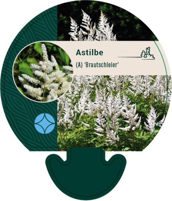 Astilbe 'Brautschleier' - Potte 0,8 Liter