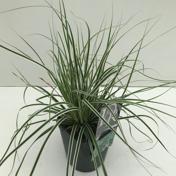 Star 'Everest' - Potte 2,0 liter