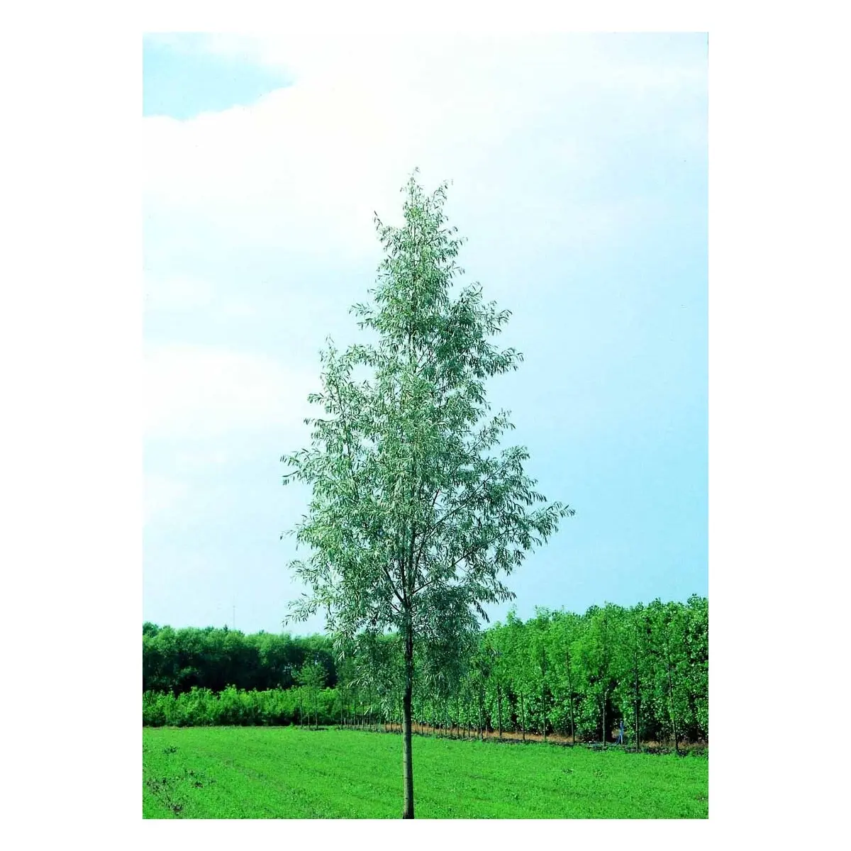 Sølvpil &apos;Saba&apos;