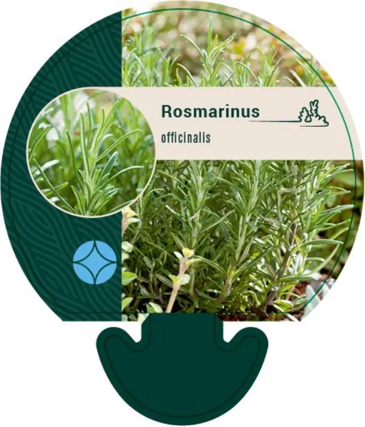 Rosmarin - Potte 0,8 Liter