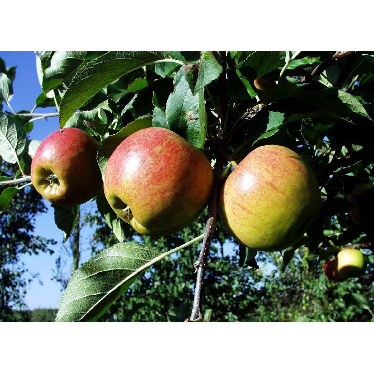 Æble &#39;Elstar&#39; - Havefrugttræ Potte 7,5 liter 150-175 cm