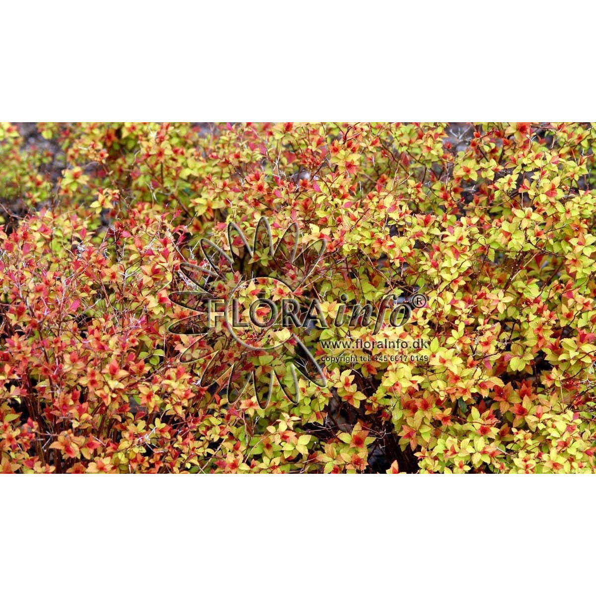 Spiraea japonica Firelight, Spiræa Firelight, Løvfældende busk op til 1 m høj. Kompaktvoksende med stive oprette grene. Bladene er orangerøde i udspring, senere mere grøngule. Efterårsfarven er lysende rød. Blomstringstidspunkt er juni - juli måned. Bloms