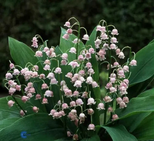 Liljekonval 'Rosea' - Potte 0,8 Liter