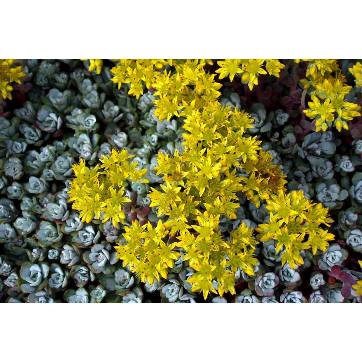 Pudret Stenurt &apos;Cape Bianco&apos;