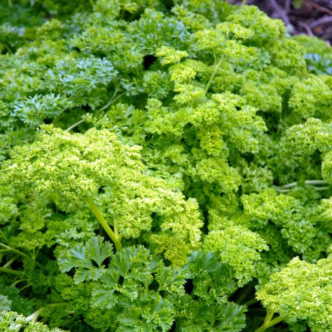 Kruspersille Grüne Perle Øko