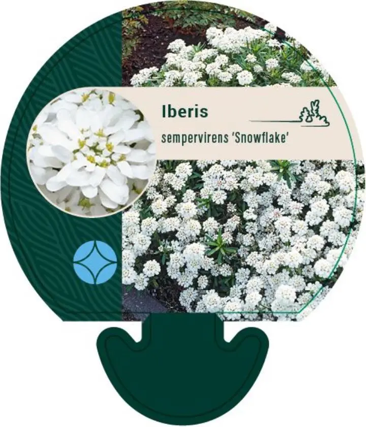 Snepude 'Snowflake' - Potte 0,8 Liter