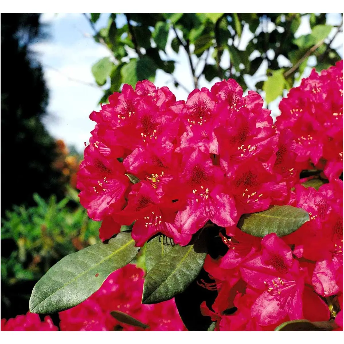 &apos;Nova Zembla&apos;