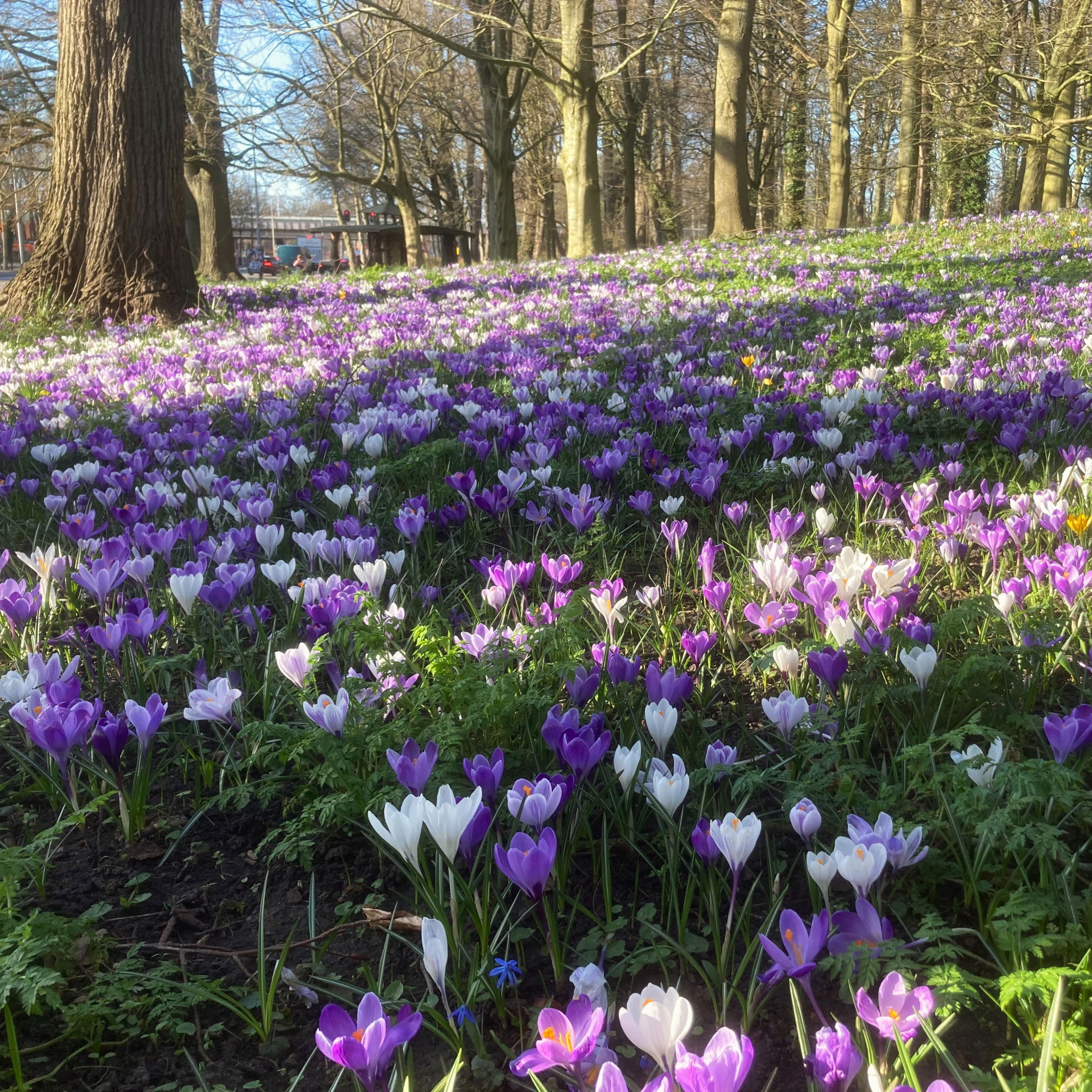 Krokus Blue and White mix