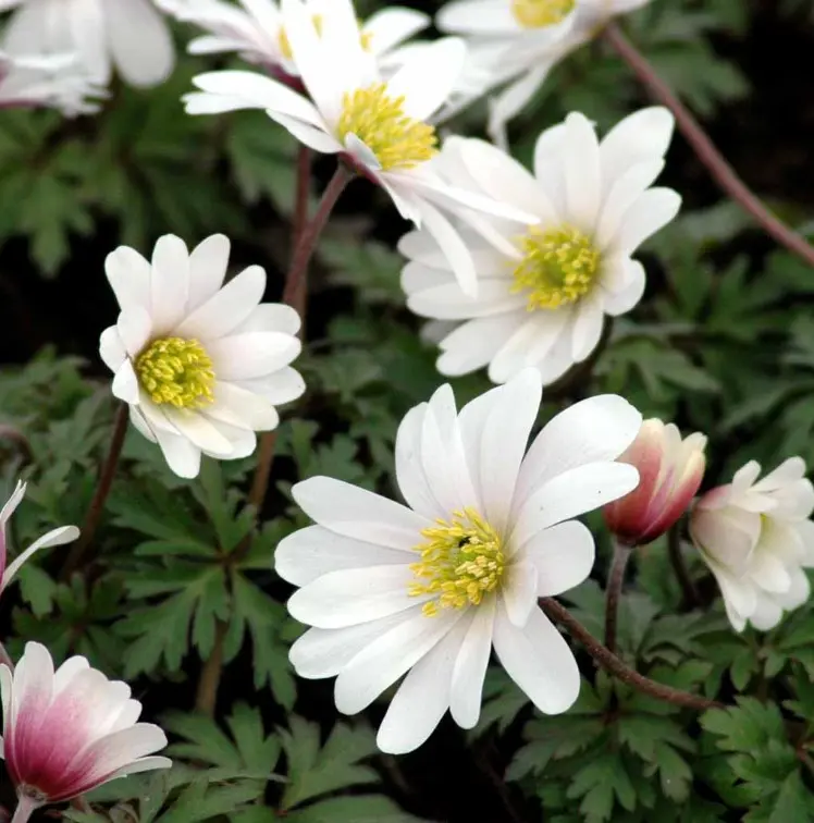 Balkan-Anemone 'White Splendens' - Potte 0,8 Liter