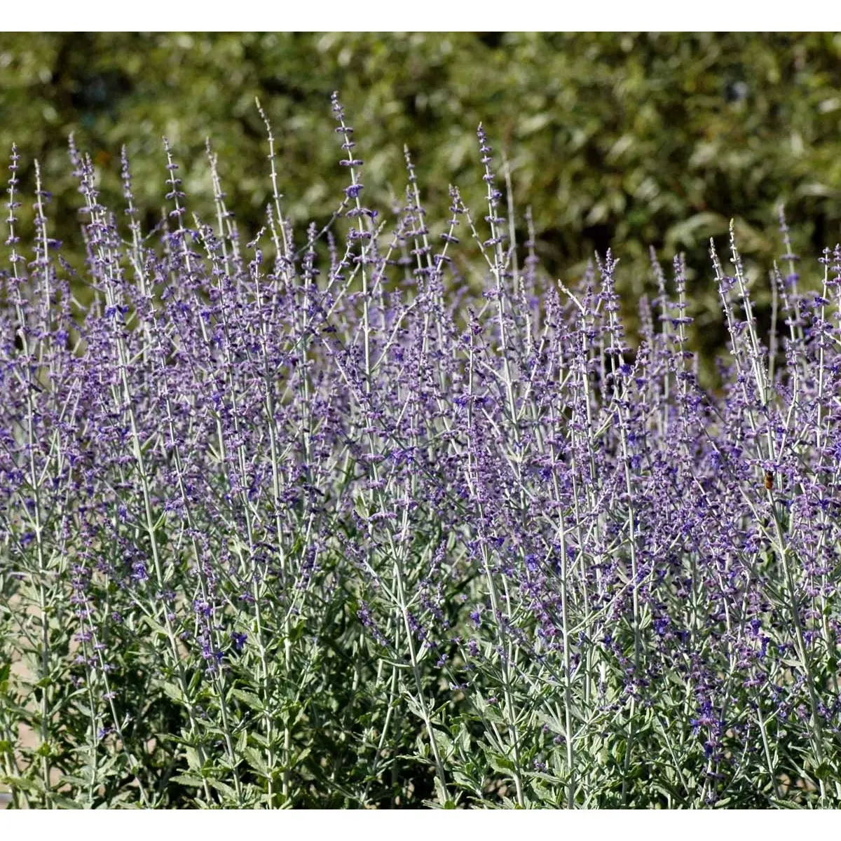 Russisk Salvie &apos;Little Spire&apos;