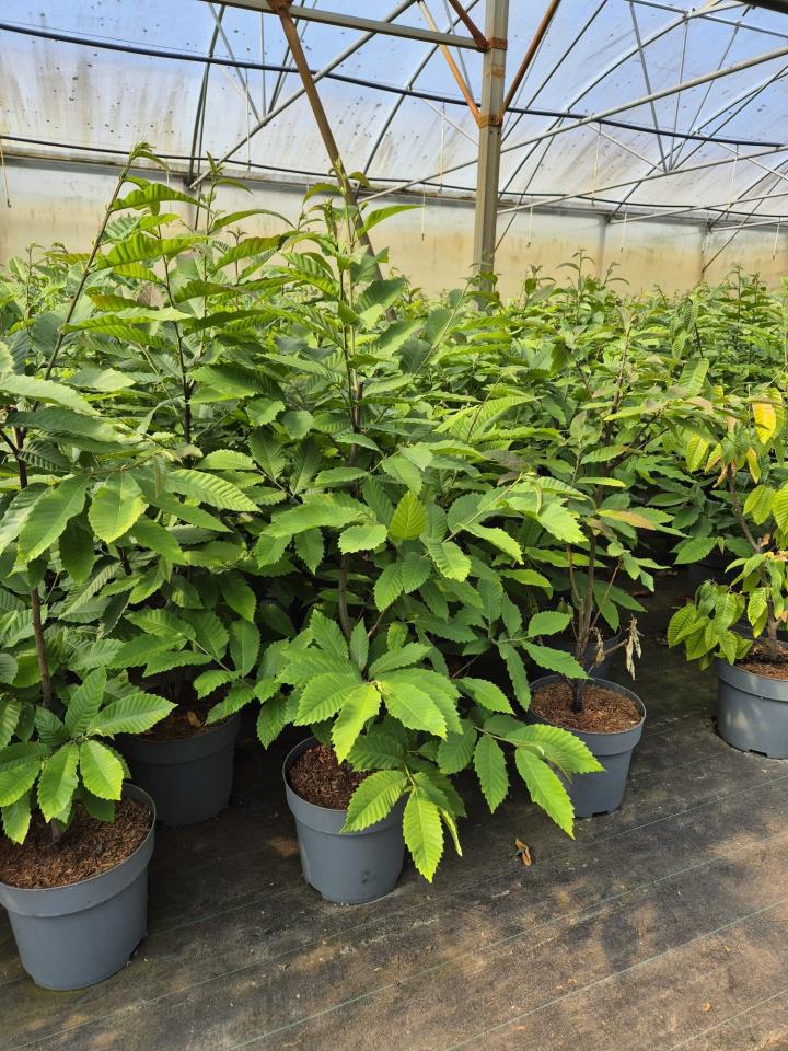 Ægte kastanje - Potte 12 liter 100-125 cm.