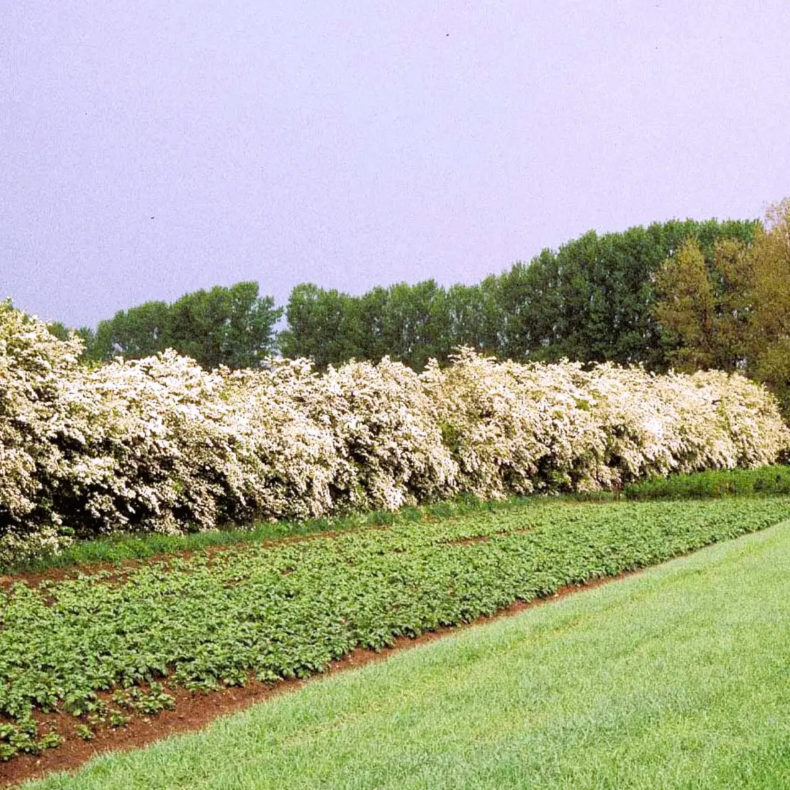 Engriflet Hvidtjørn