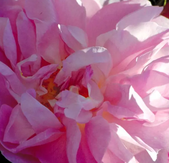 &apos;Hurdalsrosen&apos;