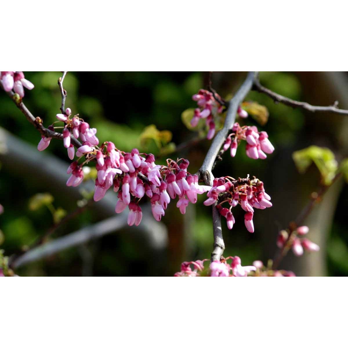 Almindelig judastræ