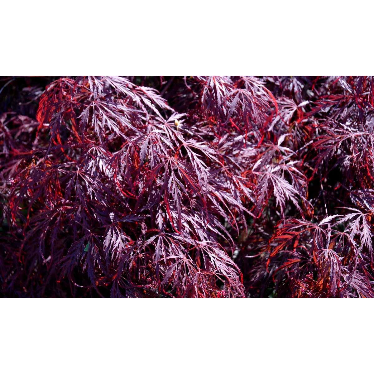 Japansk Dværgahorn &apos;Garnet&apos;