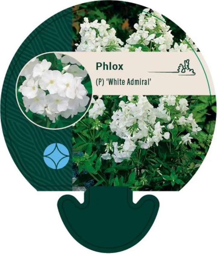 Pudefloks 'White Admiral' - Potte 0,8 Liter