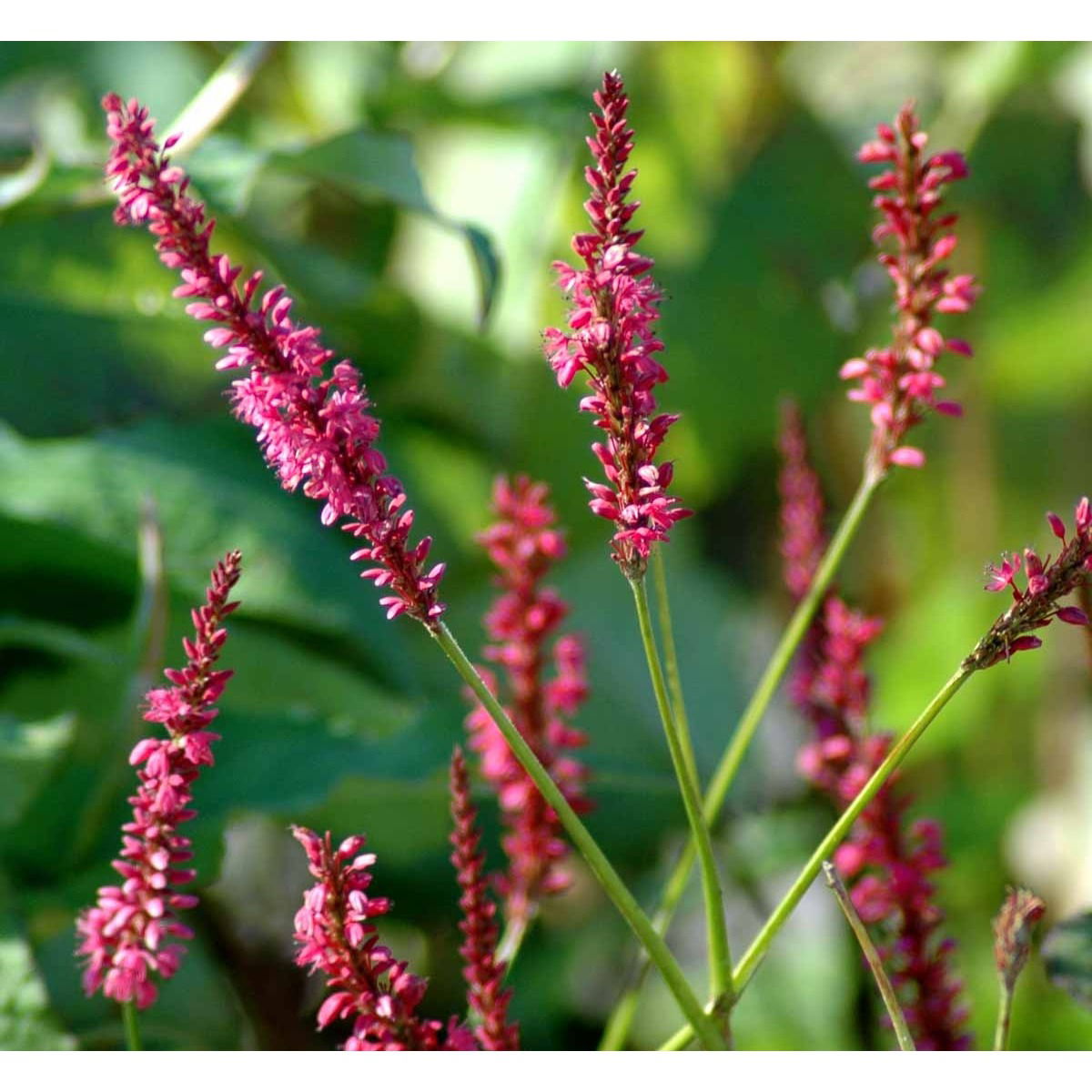 Kertepileurt 'Speciosa' - Potte 2,0 liter