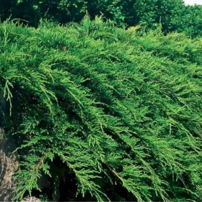 Østsibirisk Enebær