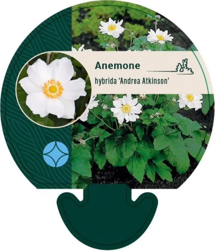 Høstanemone 'Andrea Atkinson' - Potte 0,8 Liter