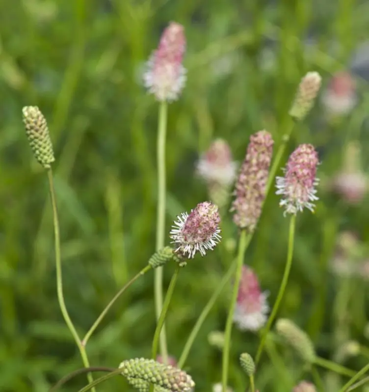 Kvæsurt &apos;Pink Tanna&apos;