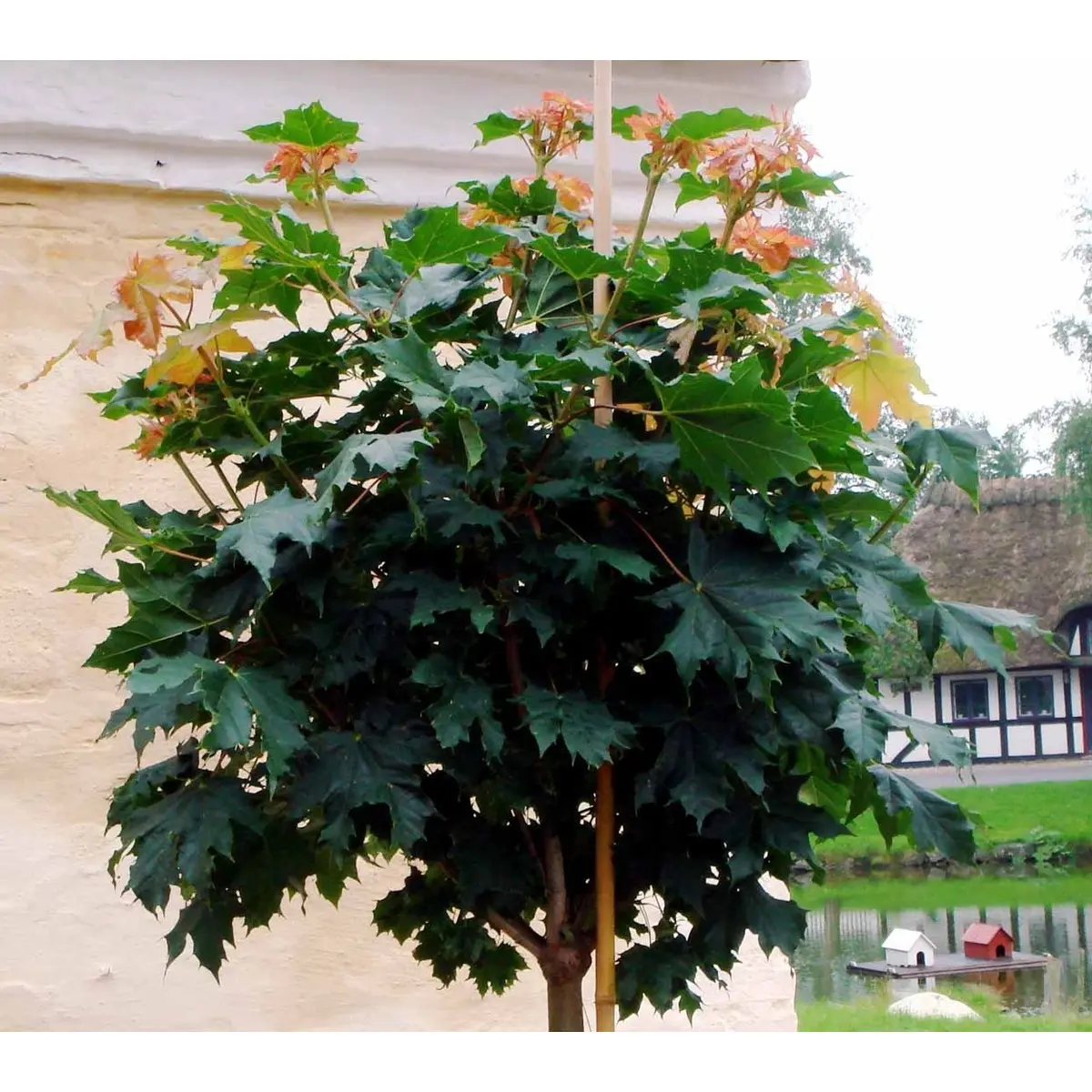 Kugleløn / Kugleahorn