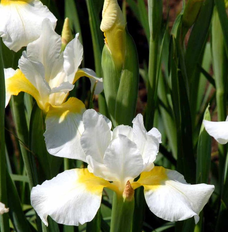 Sibirisk Iris 'Snow Queen' - Potte 1 liter