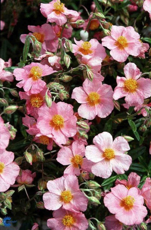 Soløje 'Lawrensons Pink' - 10 cm. Potte
