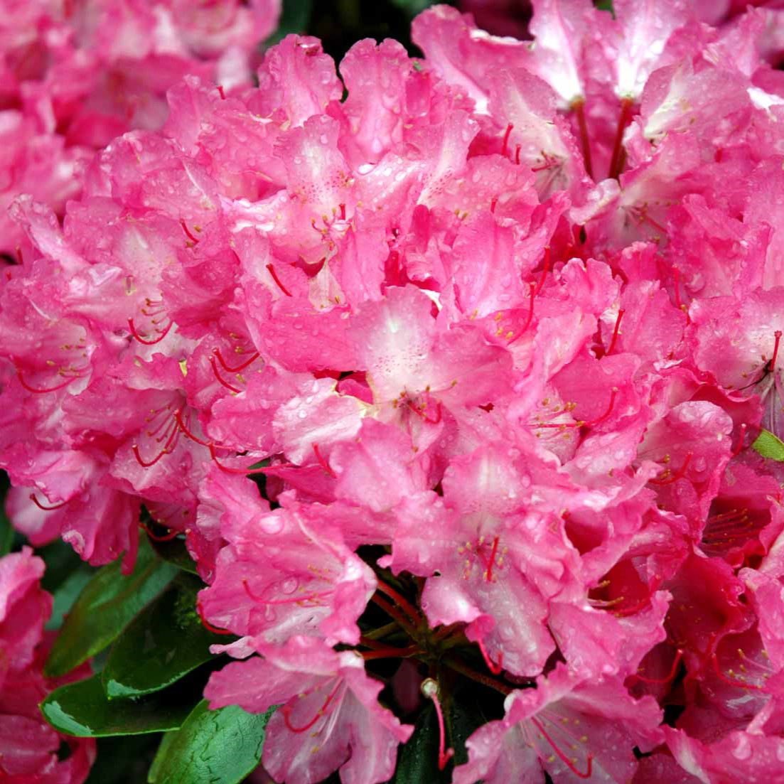 Rhododendron Astrid
