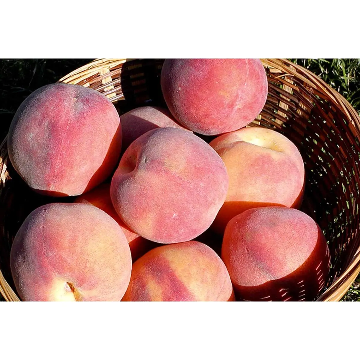 Fersken &#39;Red Heaven&#39; - Havefrugttræ Potte 7,5 liter 150-175 cm