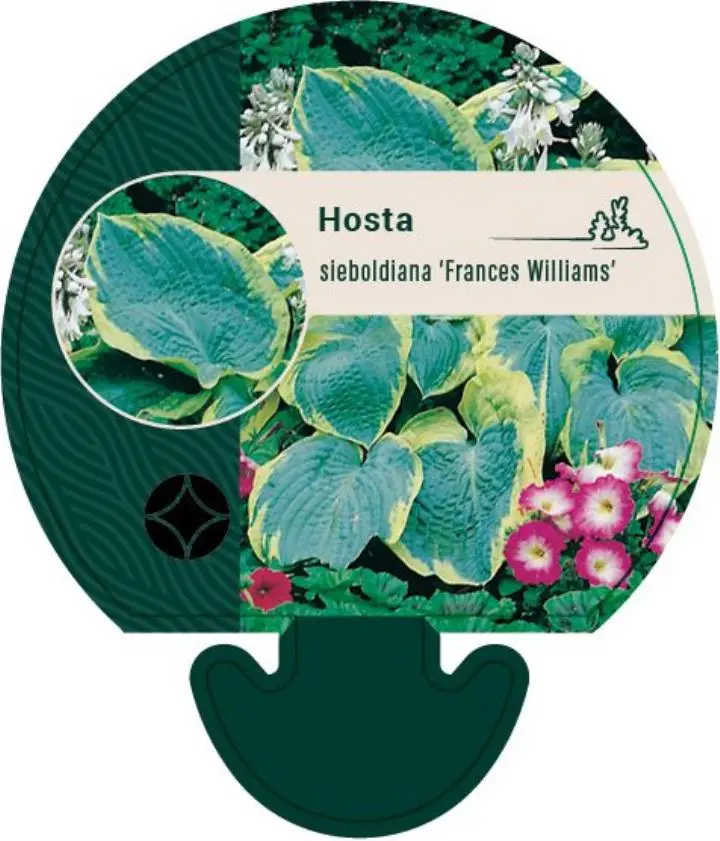 Funkia 'Frances Williams' - Potte 0,8 Liter