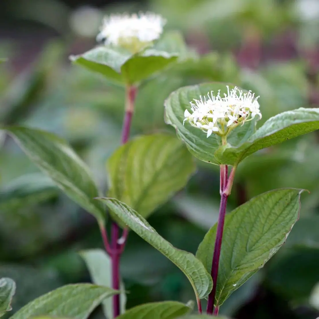 Rødgrenet Kornel Sibirica