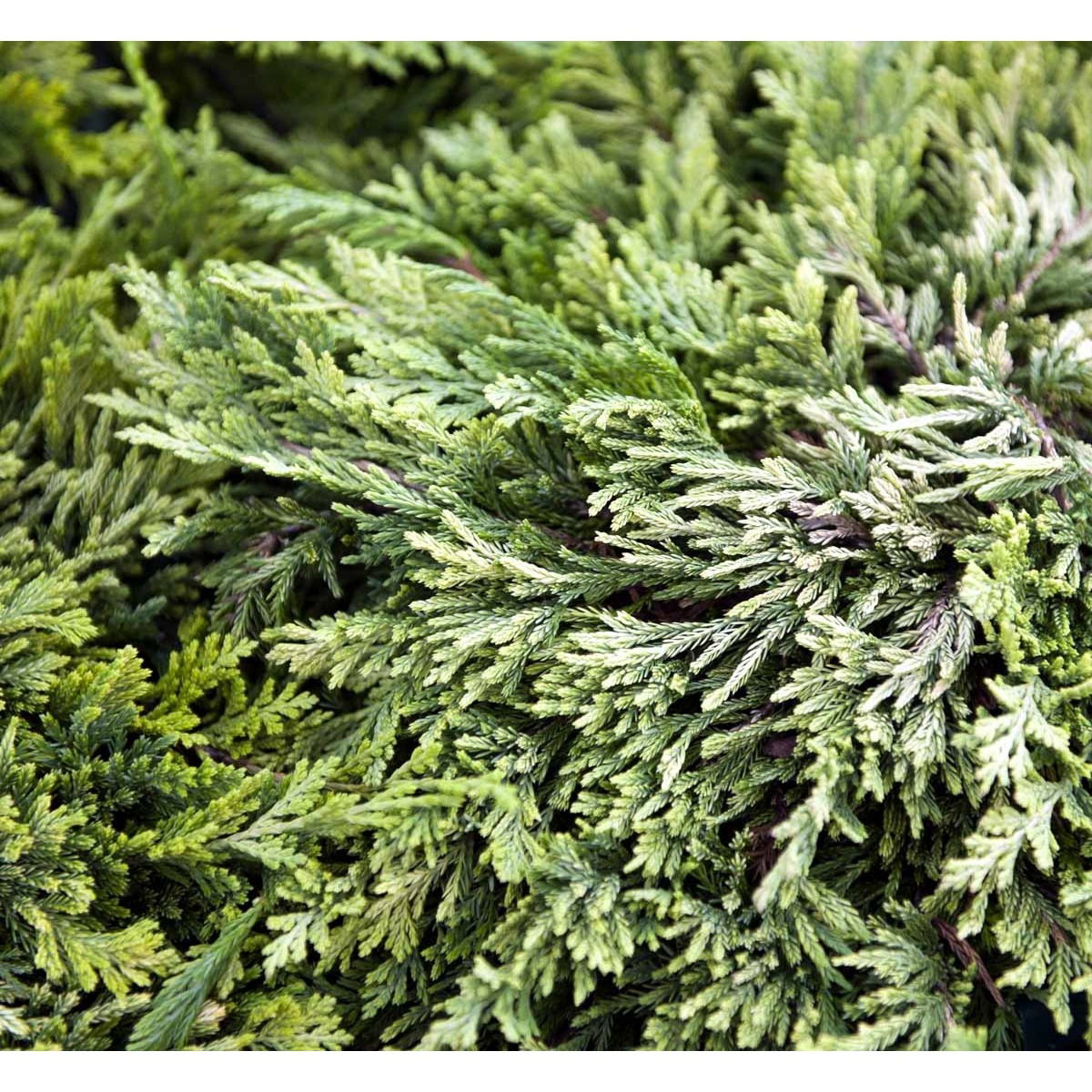 Krybende Enebær &apos;Golden Carpet&apos;