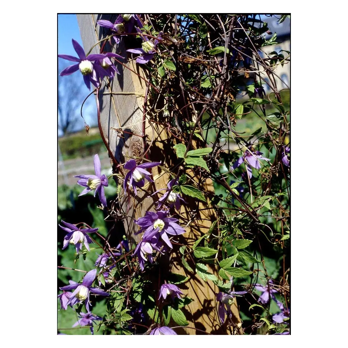 Alpe-Skovranke &apos;Tage Lundell&apos;